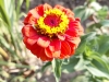 IMG-20250816-WA0004