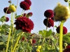 IMG-20250816-WA0005