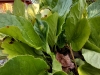 IMG-20250816-WA0006