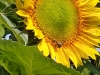 IMG-20250816-WA0011