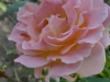IMG-20250816-WA0016