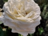 IMG-20250816-WA0017
