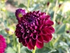 IMG-20250816-WA0020