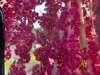 IMG-20250816-WA0024