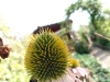 IMG-20250816-WA0028